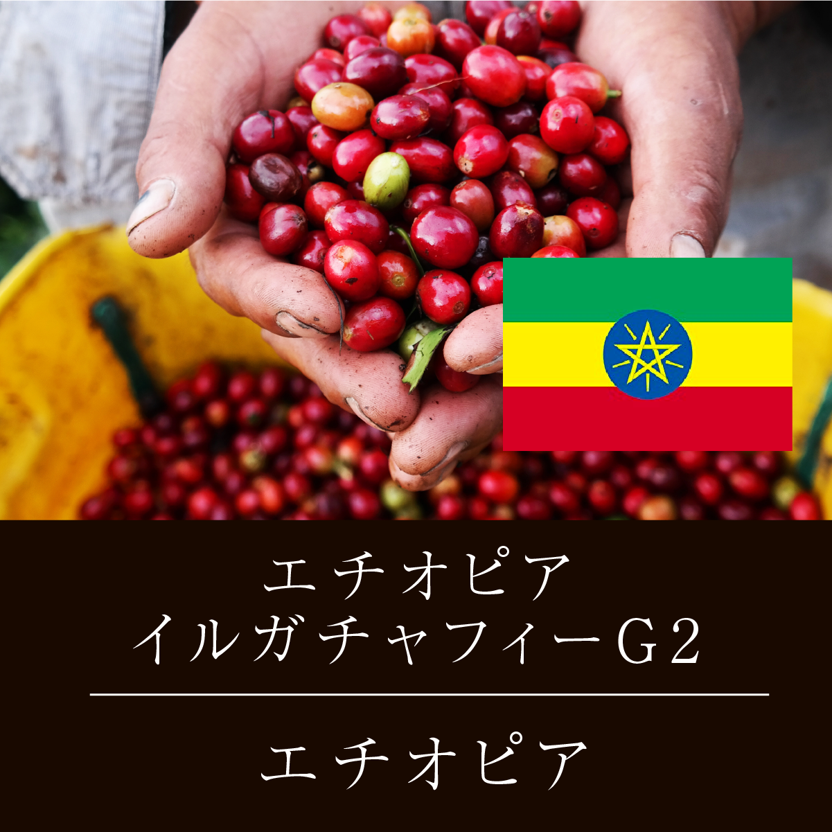 エチオピア イルガチャフィ G2 ニシナ屋 珈琲 焙煎 コーヒー 豆 500g